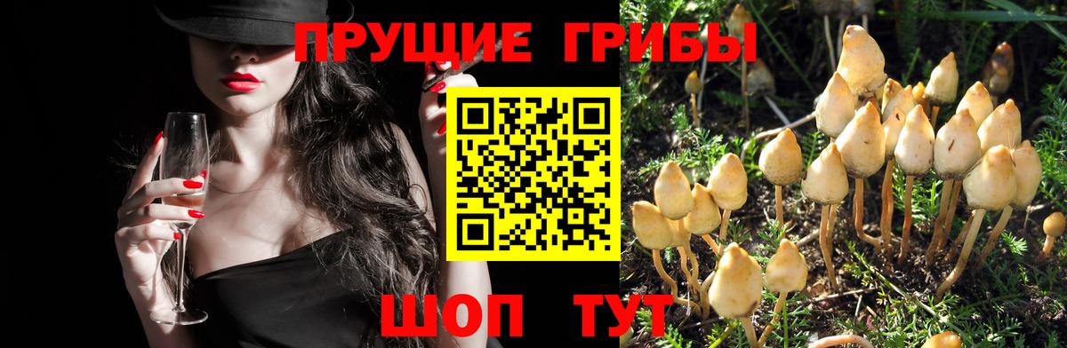 Галлюциногенные грибы Psilocybe  что такое   Калининград  Вход с VPN 
